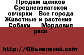 Продам щенков Среднеазиатской овчарки - Все города Животные и растения » Собаки   . Мордовия респ.